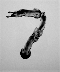 Image description is not available for 2001.036